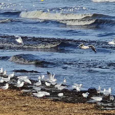 Aloha Chalet Saint-Côme-de-Fresné