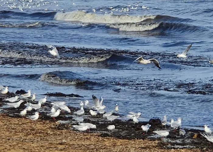 Aloha Chalet Saint-Côme-de-Fresné